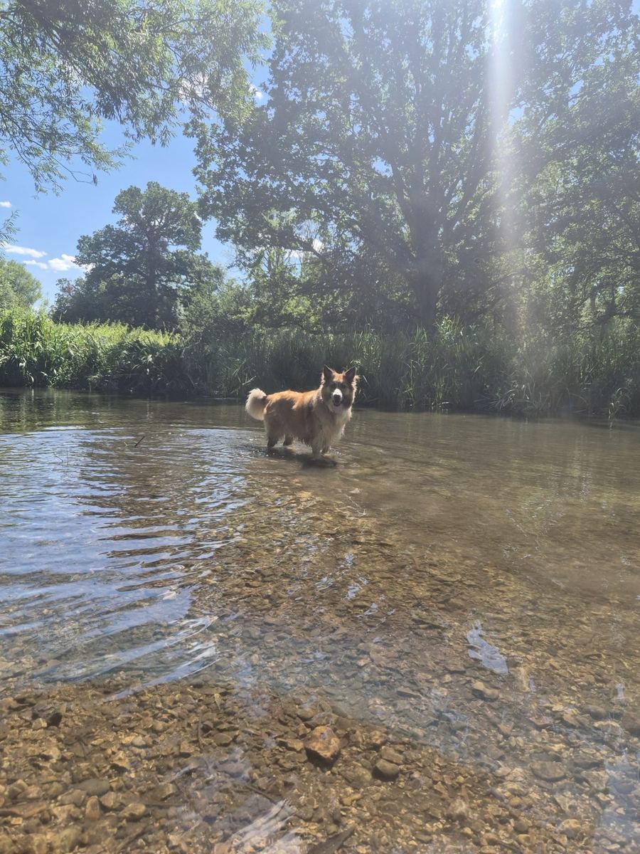 A dog cooling off in a shallow river on a sunny day