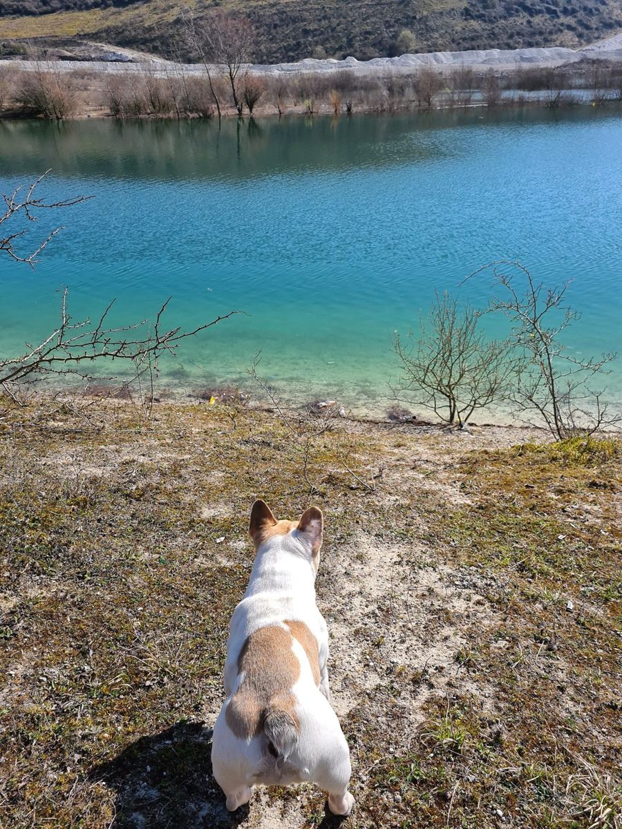 A French bulldog looking out across a bright blue lake