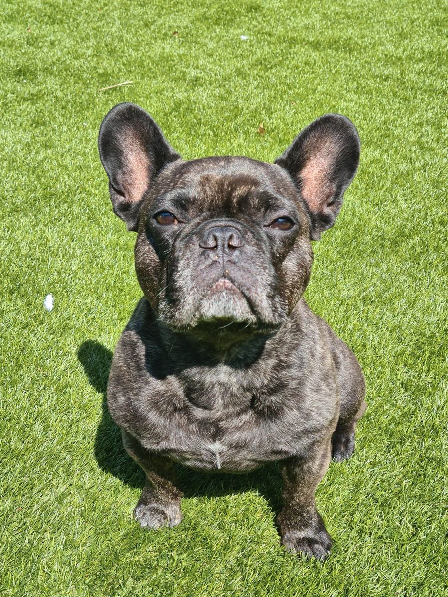 A brindle French bulldog sitting out on the grass in the sunshine