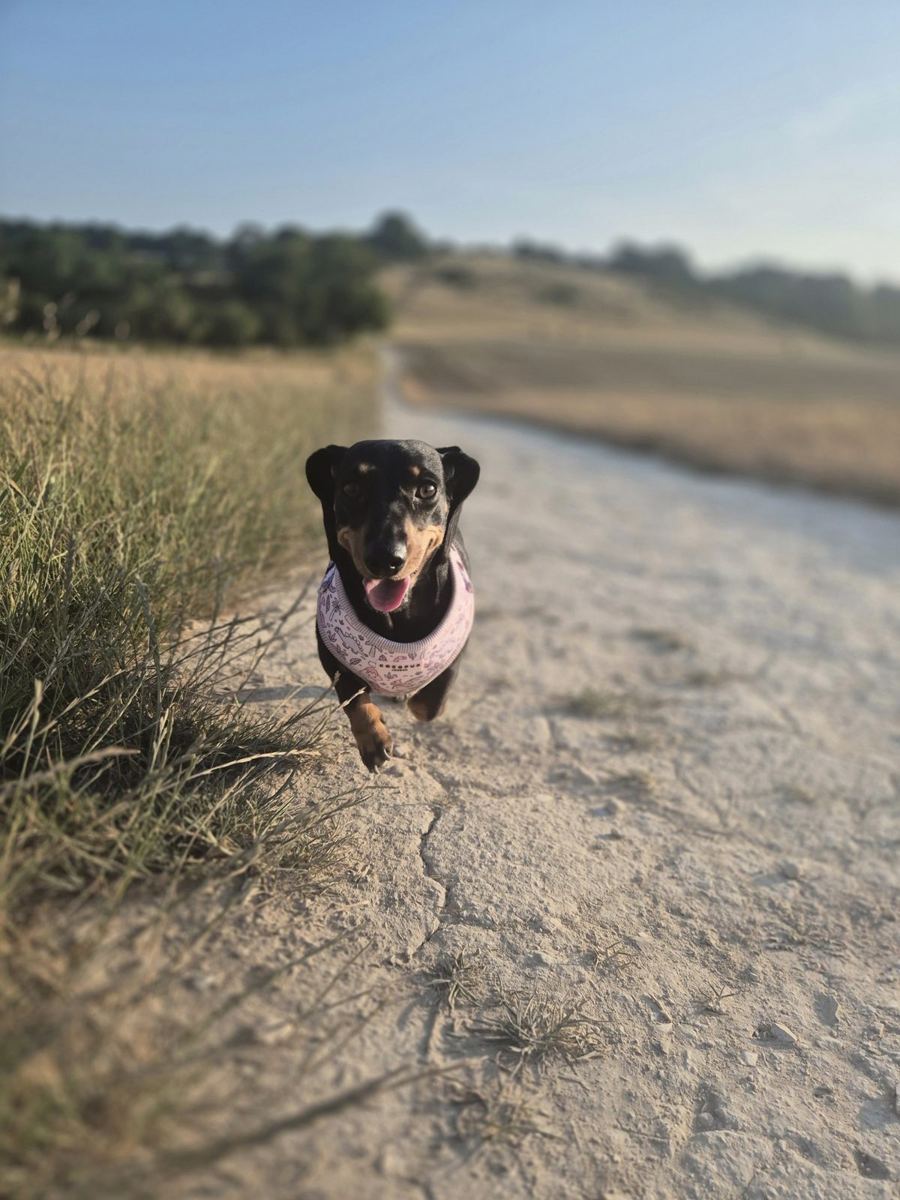 A dachshund in a coat running up a chalk farm track