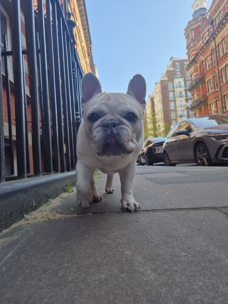 A French bulldog out for a walk on a city street