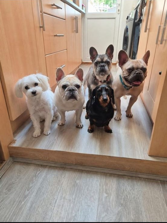 Five of the dogs waiting together in the kitchen