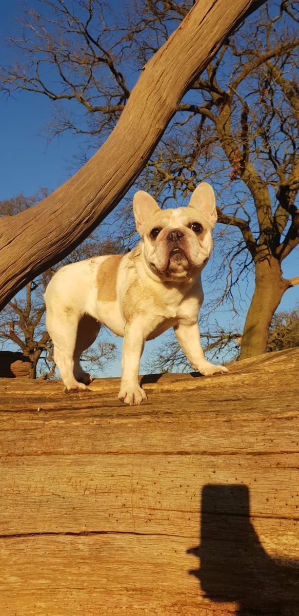 A cream French bulldog standing on a fallen log in winter