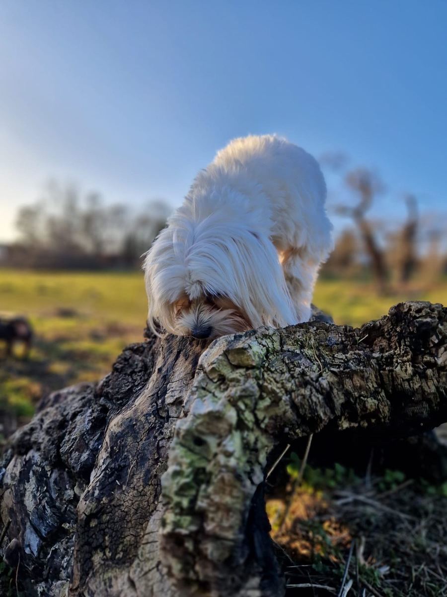 A little white dog up on a mossy log at dusk