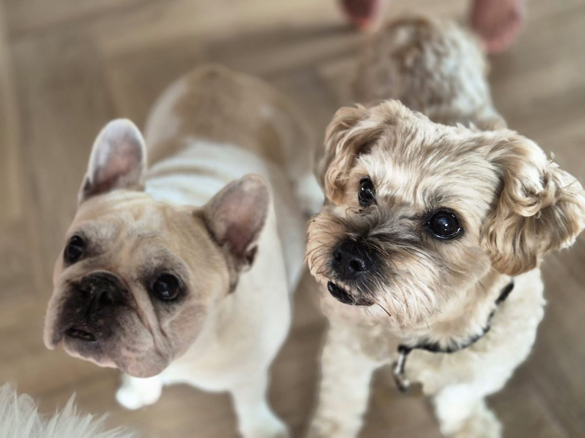 A French bulldog and a little terrier looking up for a treat