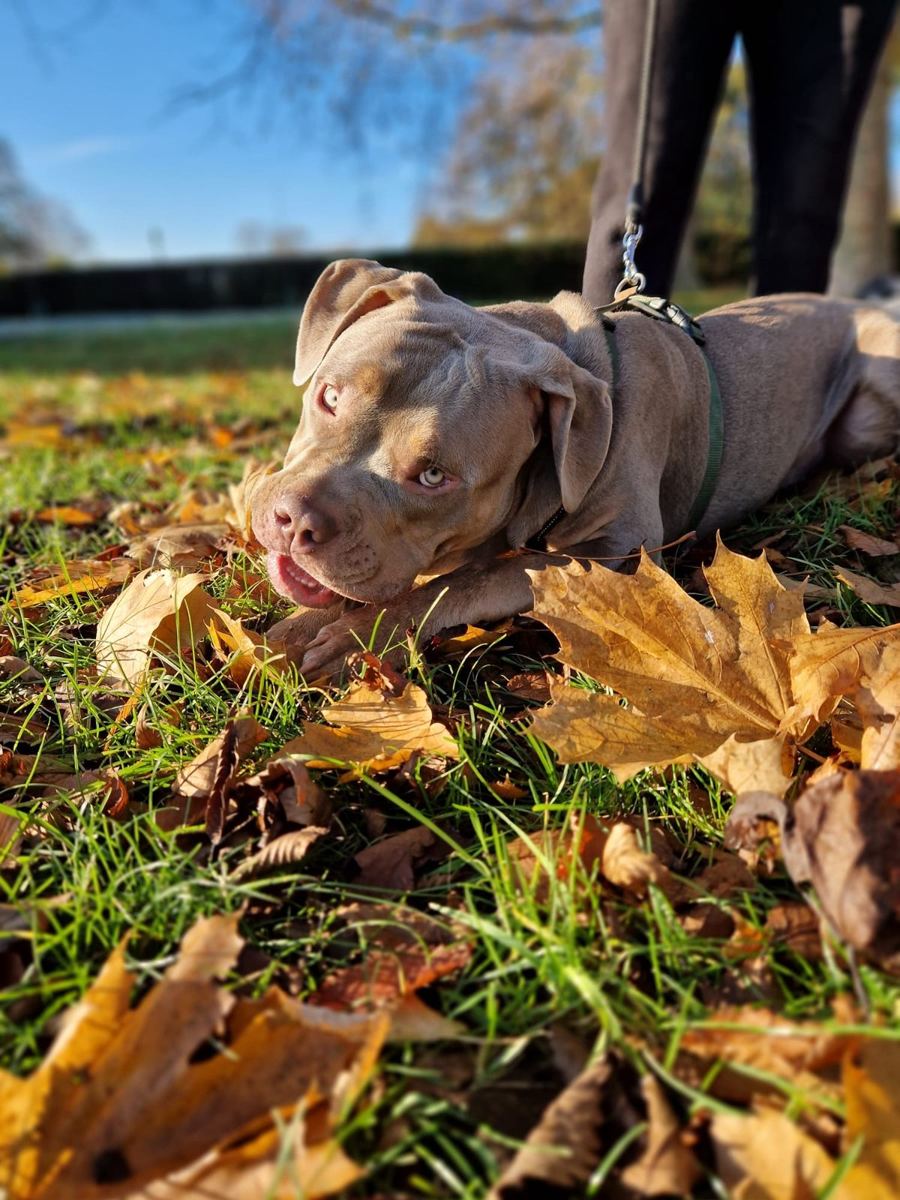 A dog resting in a pile of autumn leaves