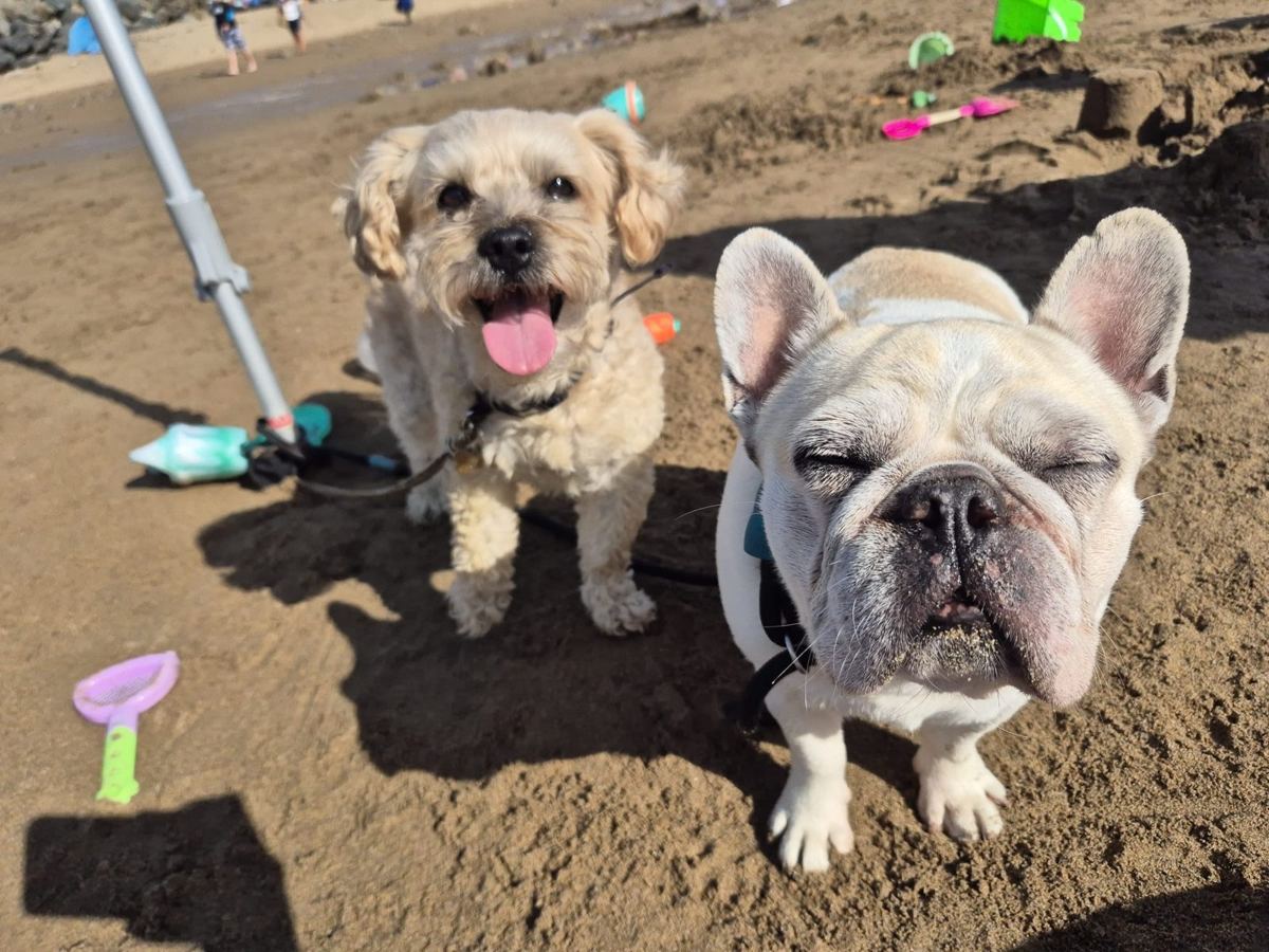 A cockapoo and a French bulldog on a day out at the beach