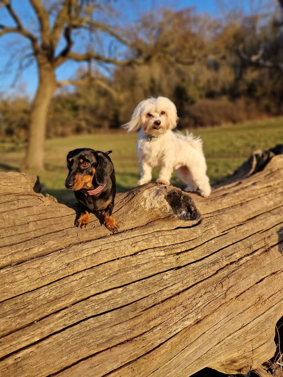 A dachshund and a small white dog up on a fallen tree trunk