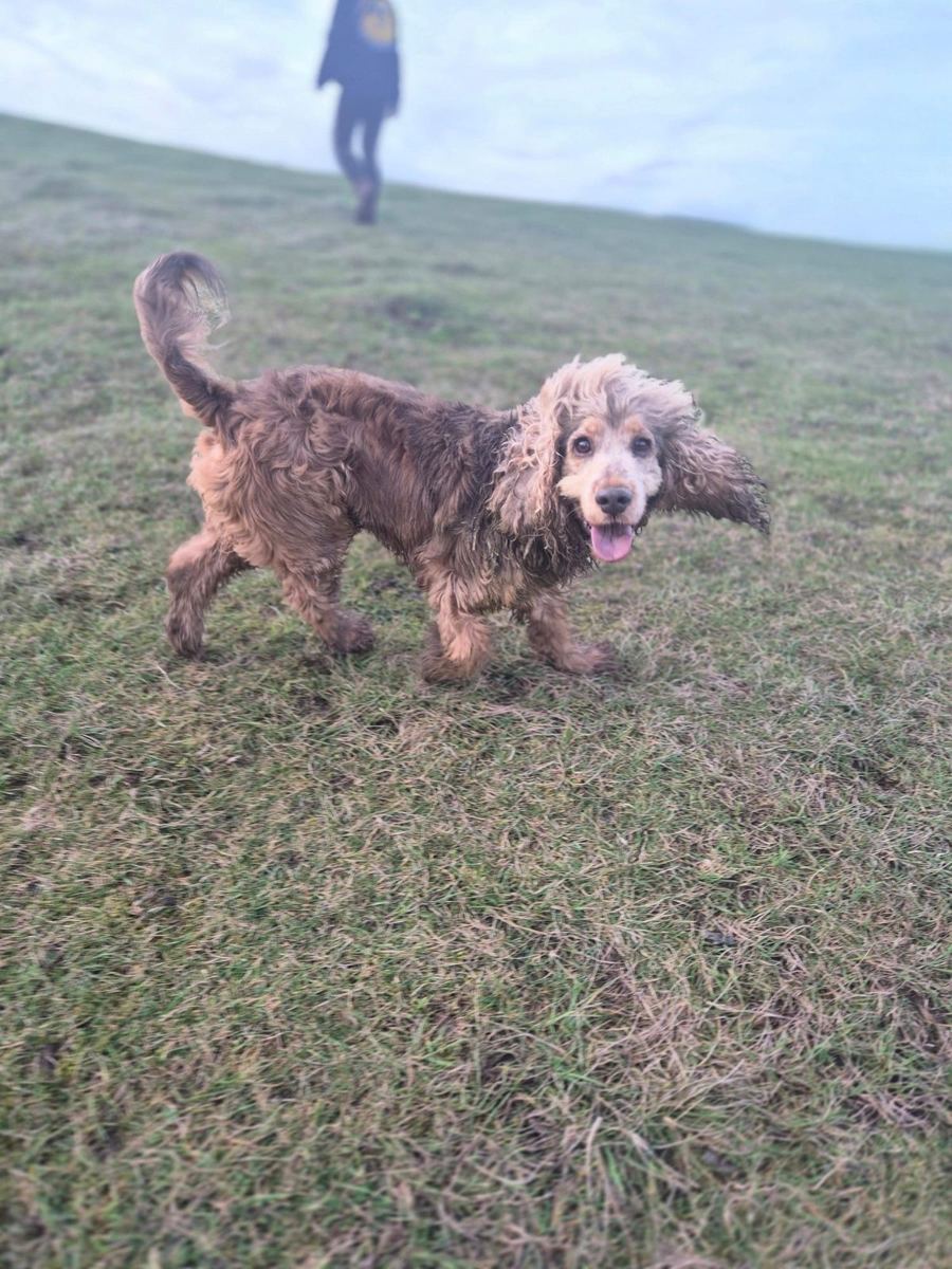 A muddy cocker spaniel coming back from a Gade Valley walk
