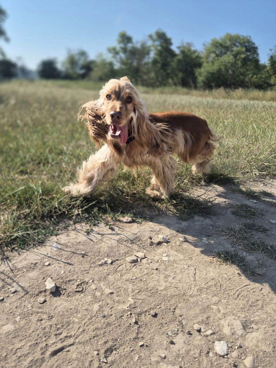 A cocker spaniel bounding through the long grass