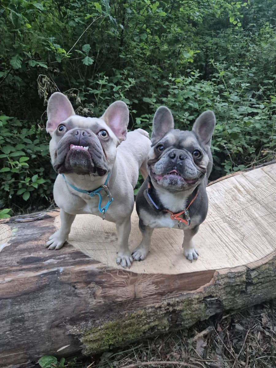 Two French bulldogs up on a fallen tree