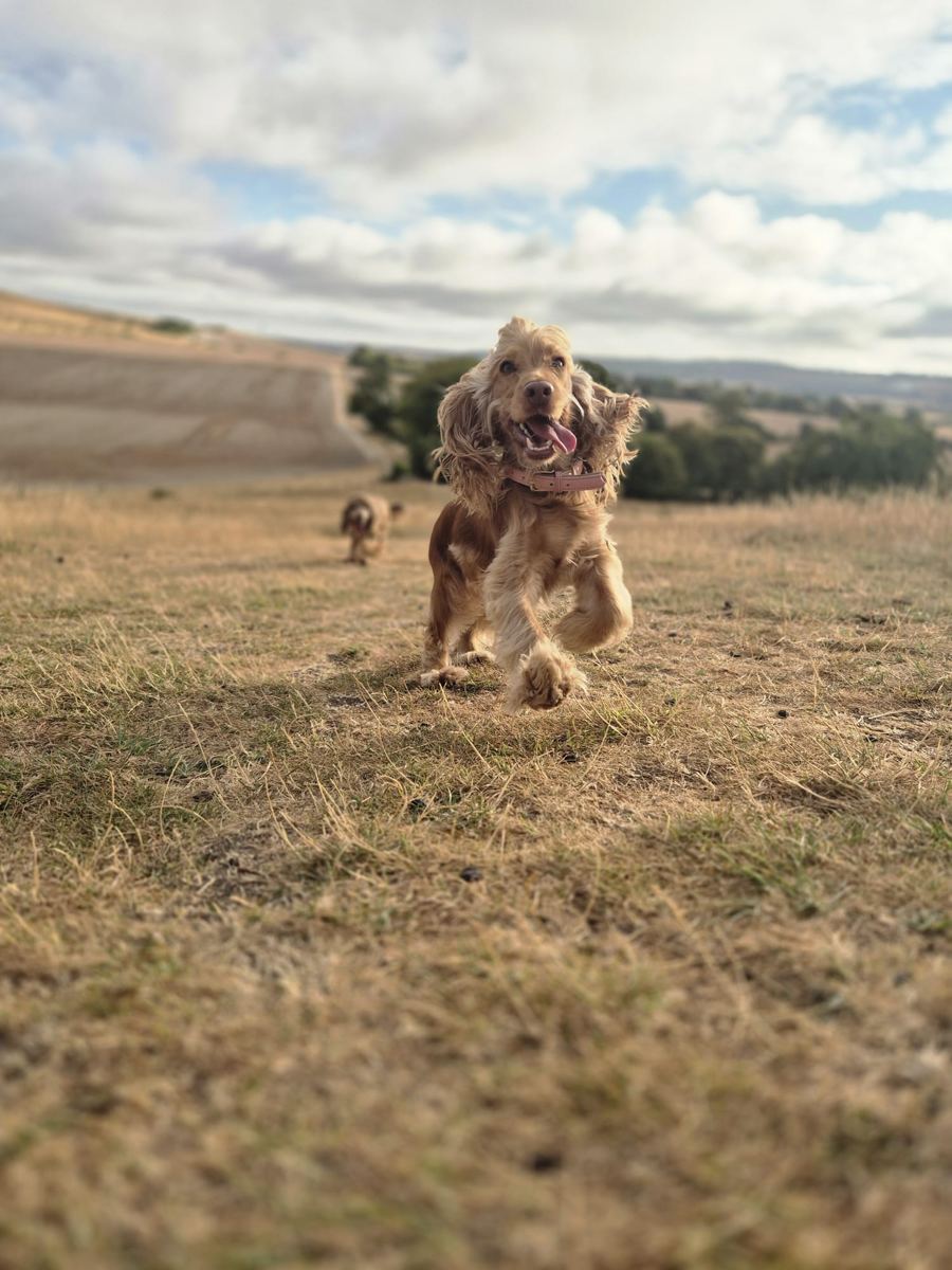 A cocker spaniel running across open downland