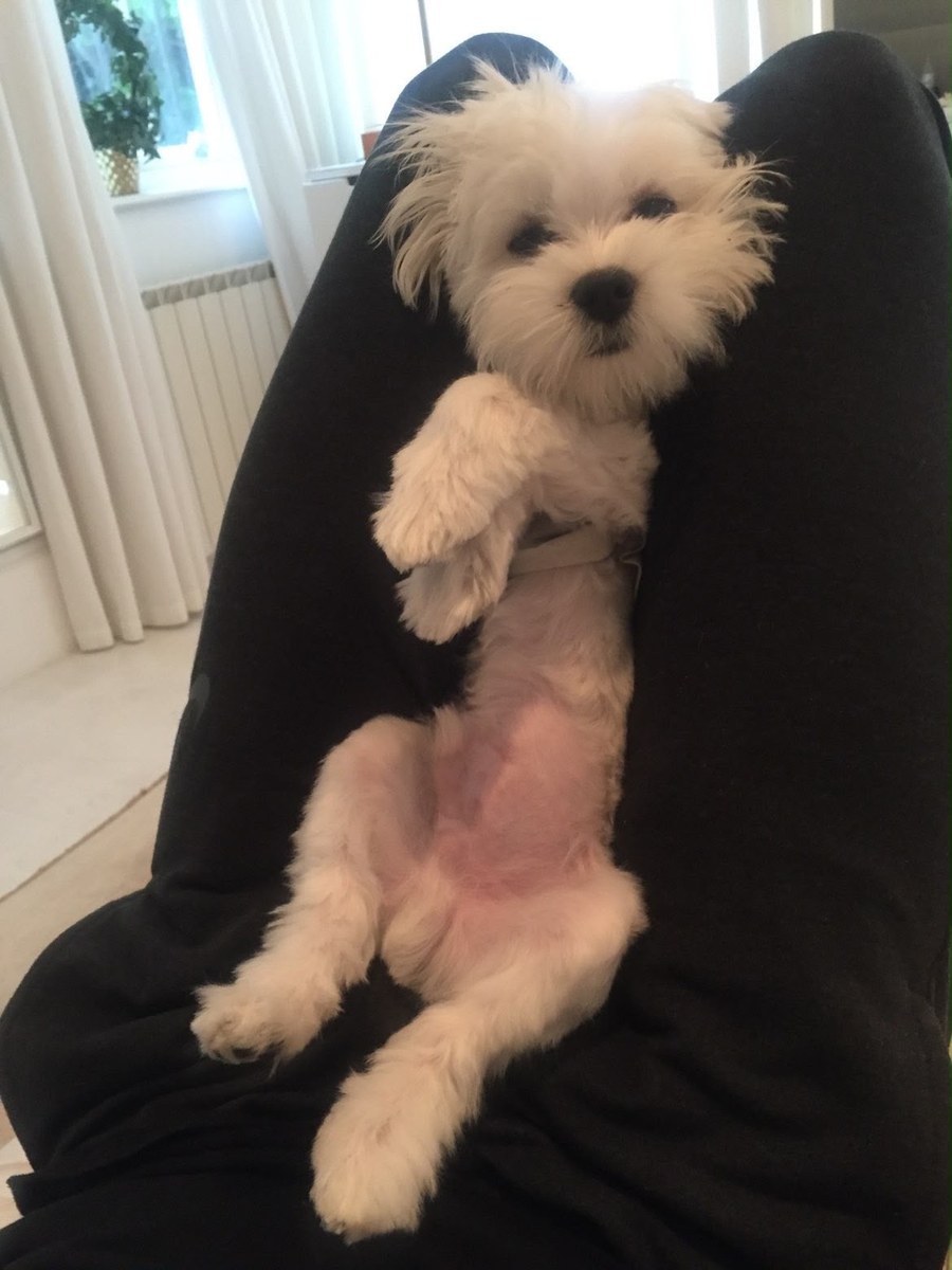 A tiny white puppy settled on a lap at home