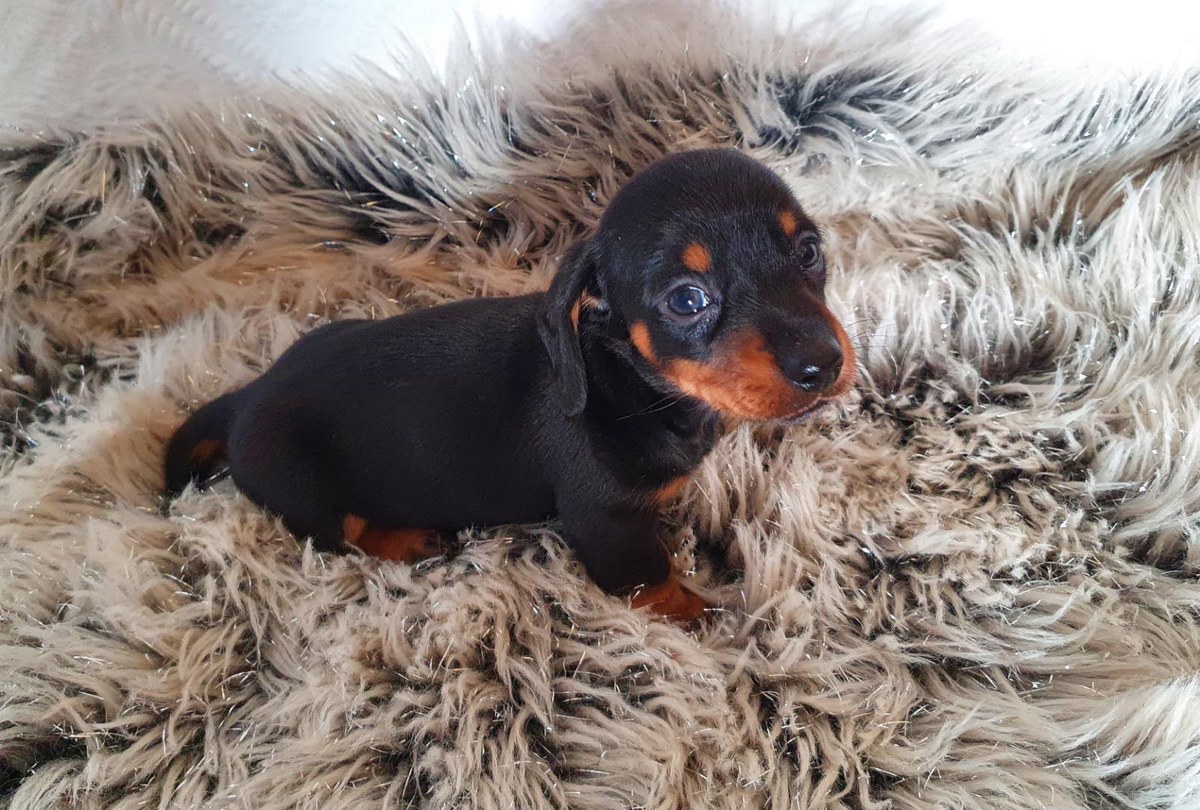 A dachshund puppy curled up on a fluffy blanket