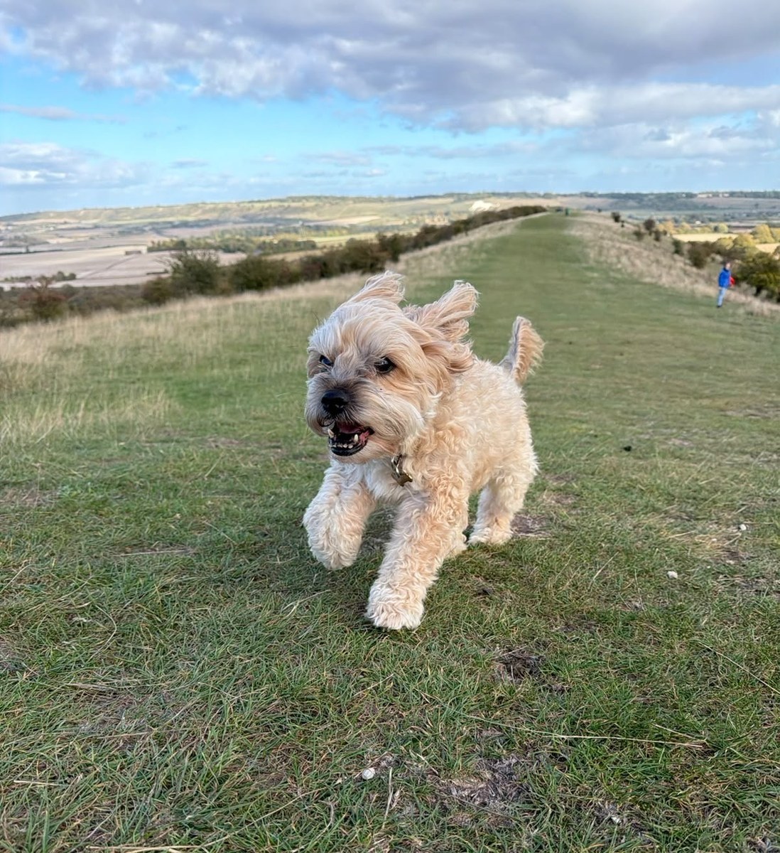 A curly cream dog bounding along a grassy ridge