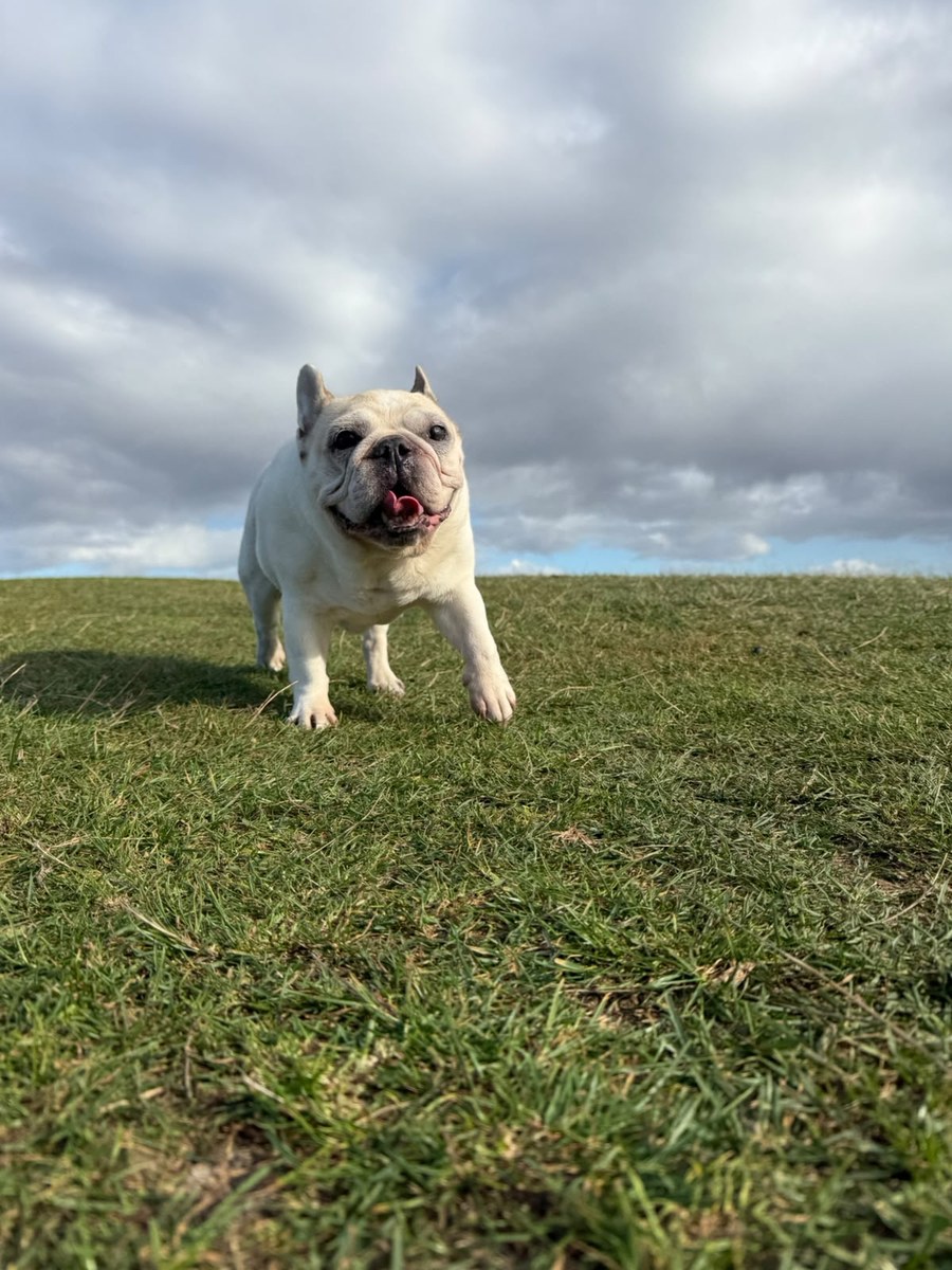 A white French bulldog trotting across the grass on a walk