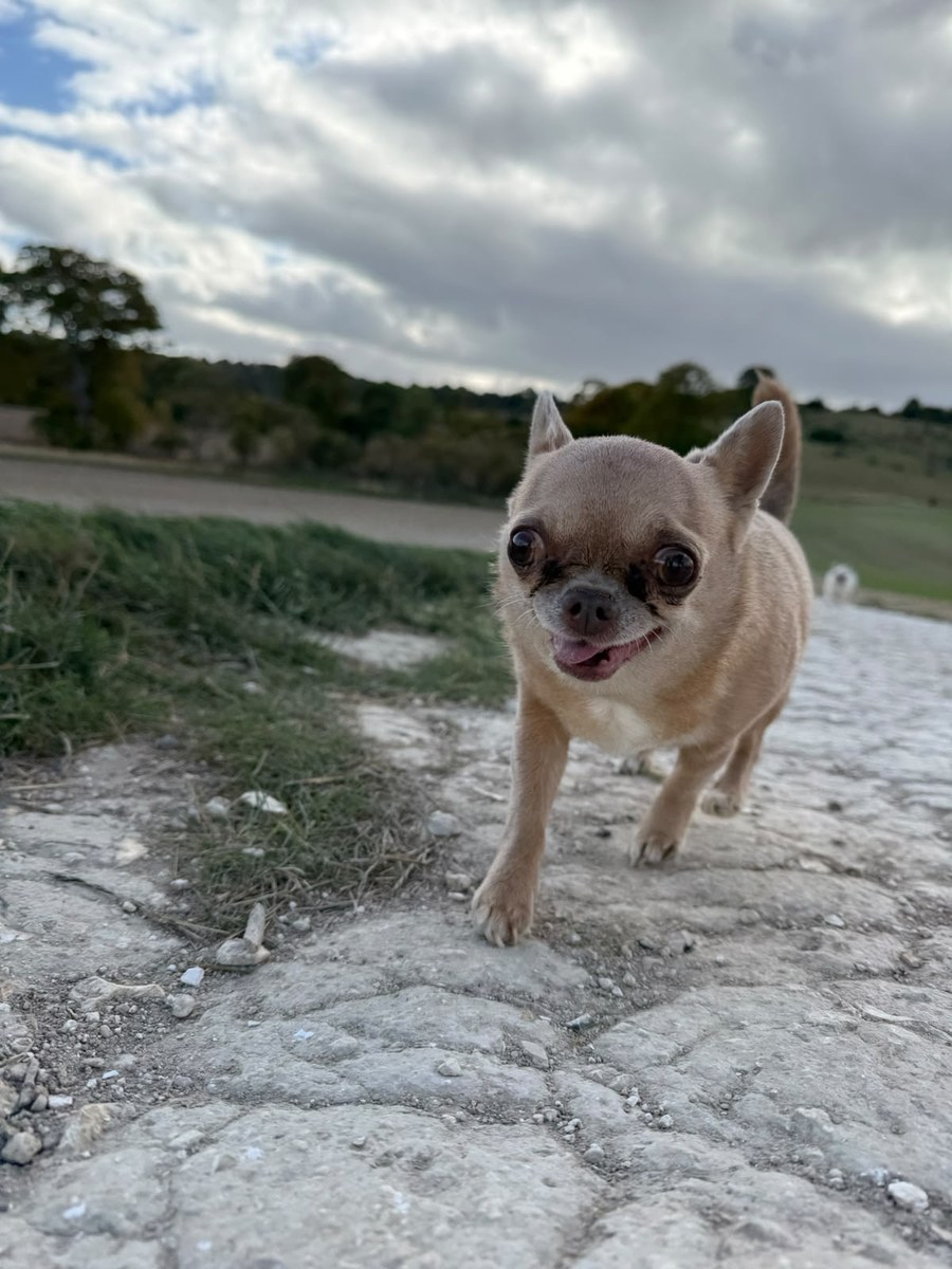 A fawn chihuahua out on a stony track